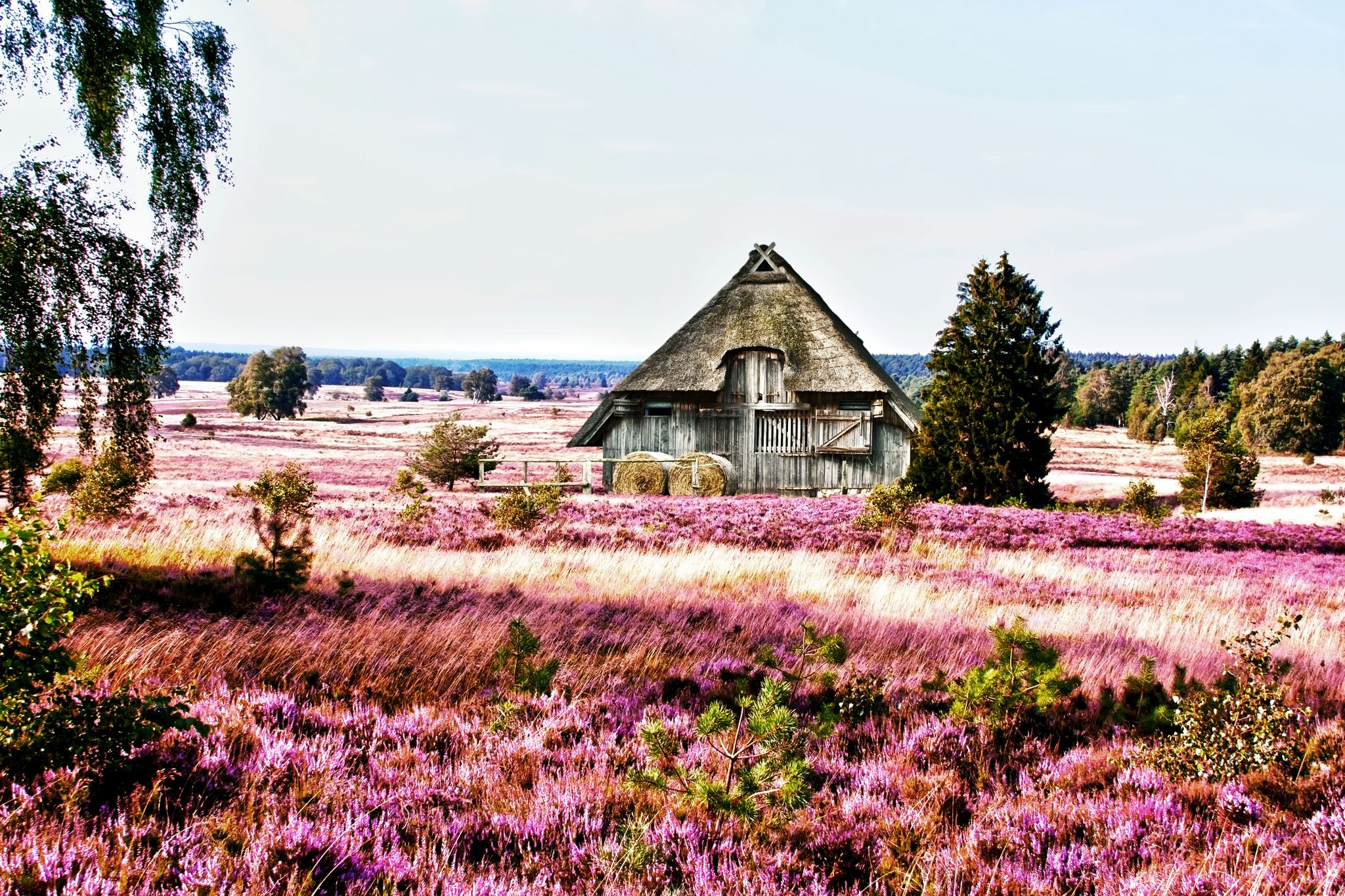 photo of view of traditional Sheepfold in Lueneburg Heath, Germany.