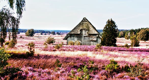 photo of view of traditional Sheepfold in Lueneburg Heath, Germany.