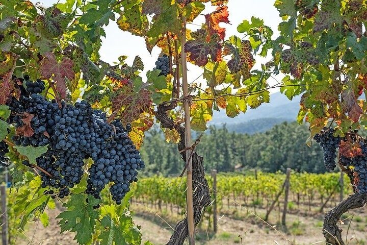 Grapevines full of ripe grapes stretch across a hillside vineyard under a clear blue sky..jpg