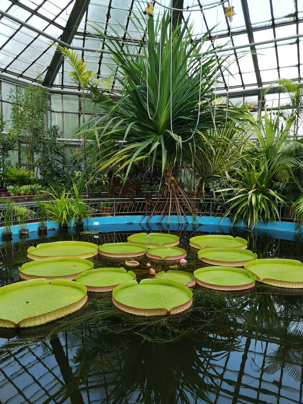 Grădina Botanică Alexandru Borza, Cluj-Napoca, Cluj Metropolitan Area, Cluj, Romania