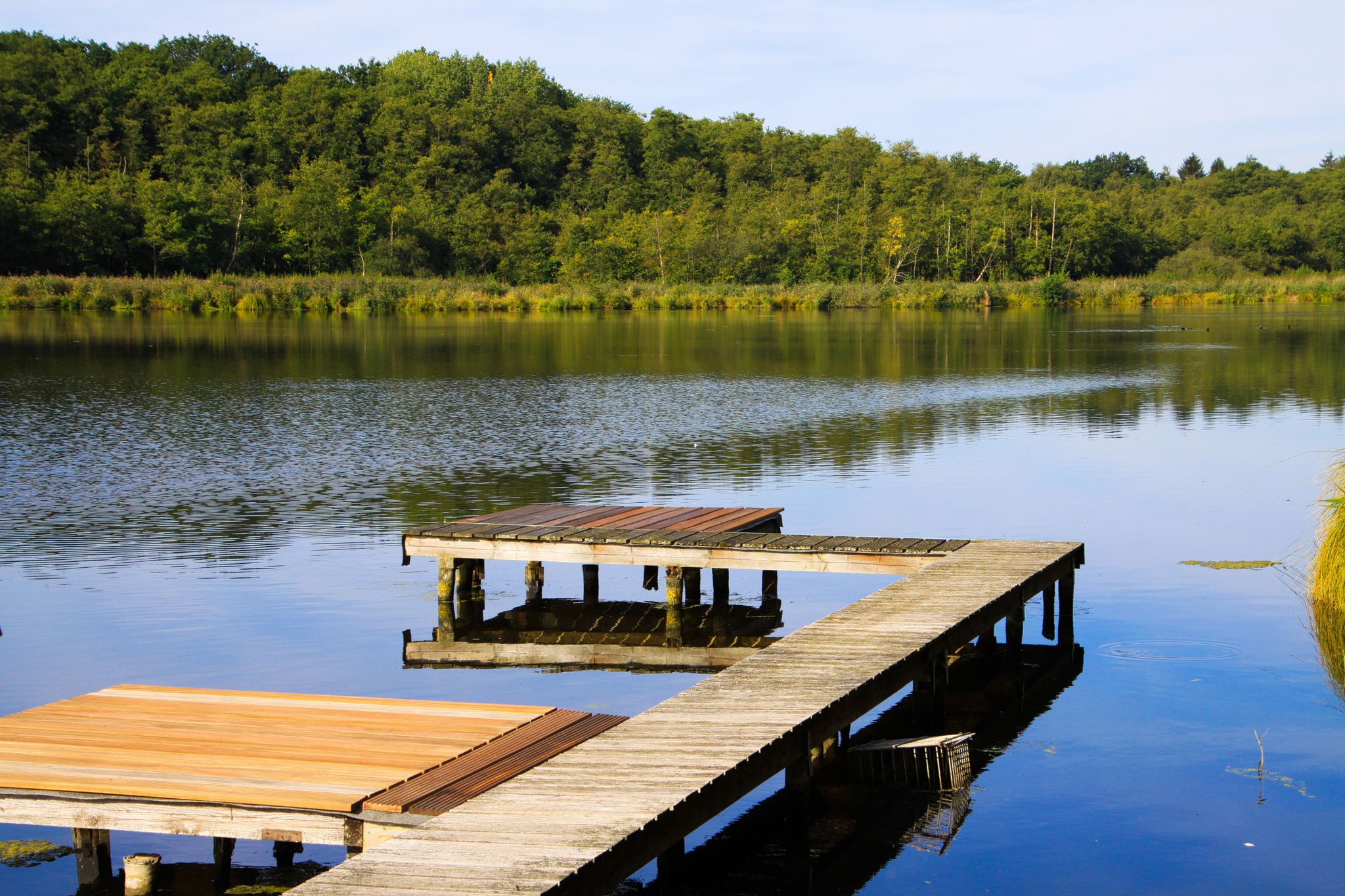 View on isolated wooden pier in german lake with green forest background - Krickenbecker Seen, Viersen Nettetal, Germany