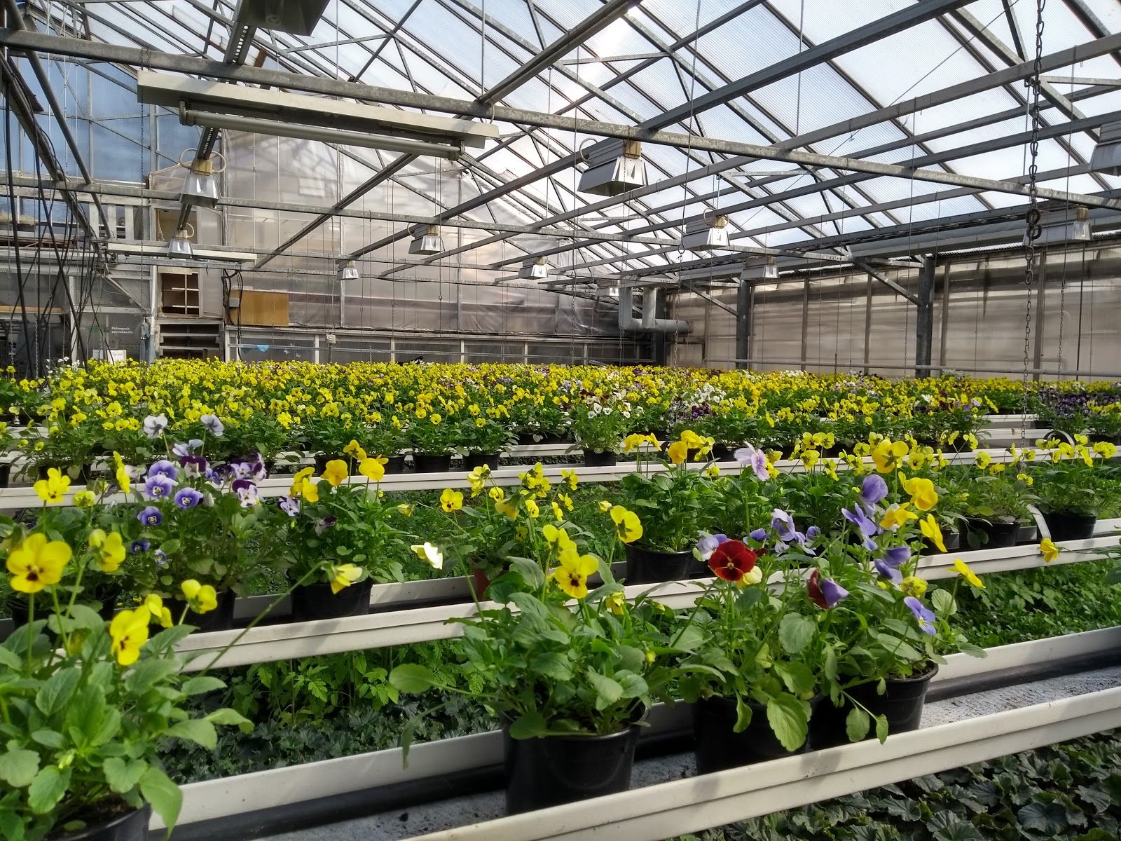 Pattijoen puutarha, Raahe, Raahen seutukunta, North Ostrobothnia, Regional State Administrative Agency for Northern Finland, Mainland Finland, Finland