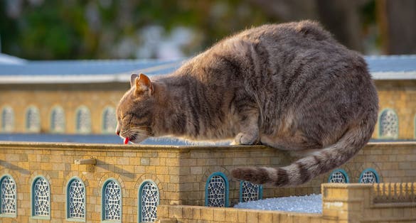  Miniatürk or Miniature Turkey Park is established in an area of 60,000 square meters in Beyoğlu, Istanbul, where models of various works in Turkey are exhibited.