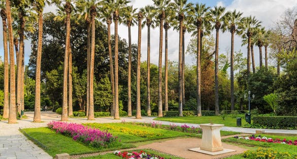 Photo of palm trees in the Athens National Garden in the city centre.