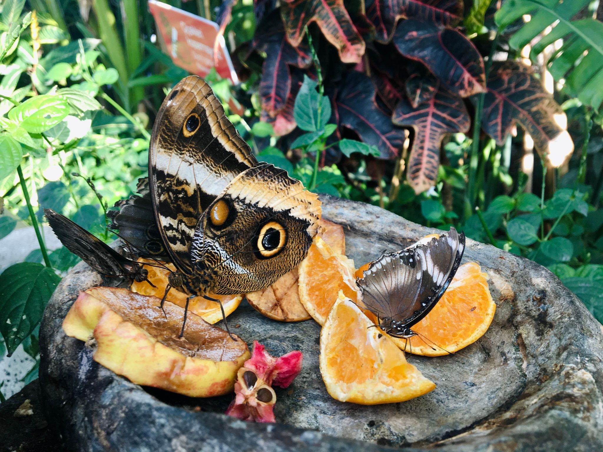 tropical butterfly garden konya turkey