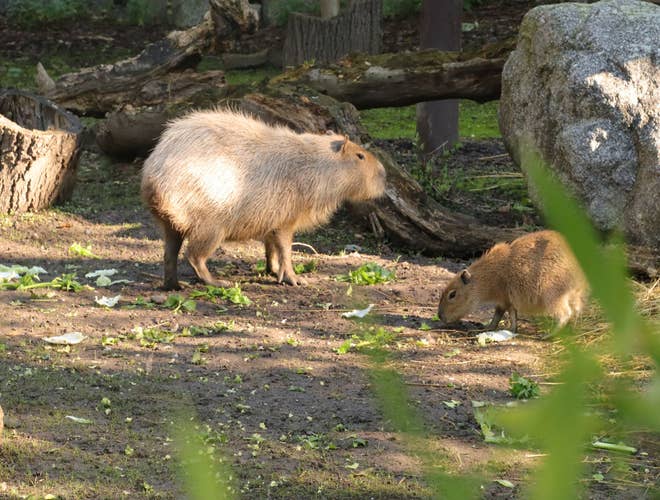 Prague Zoo Capybaras.jpg