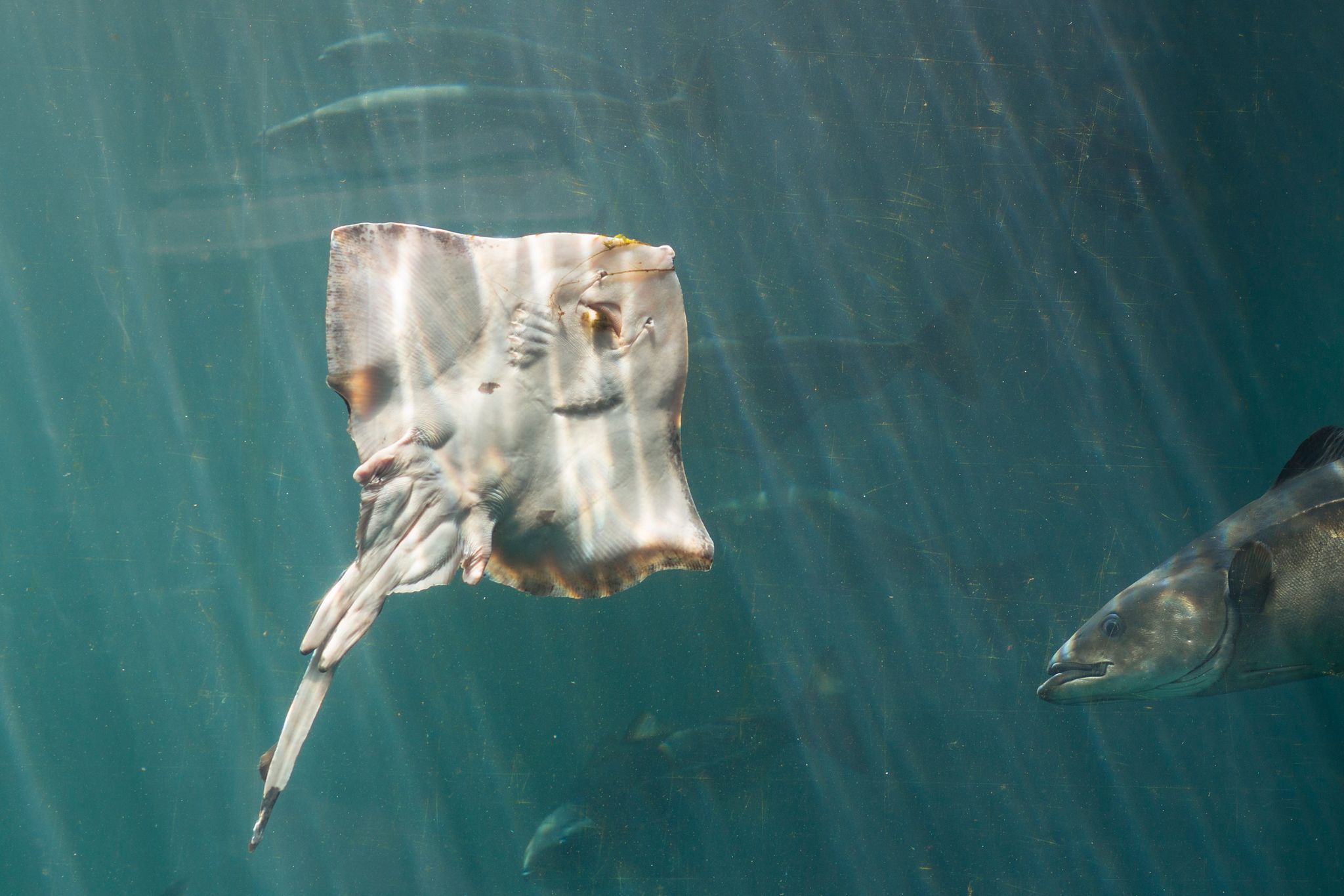 Photo of Stingray freely swimming in huge aquarium with other fish in Atlantic Sea Park, Alesund, Norway.