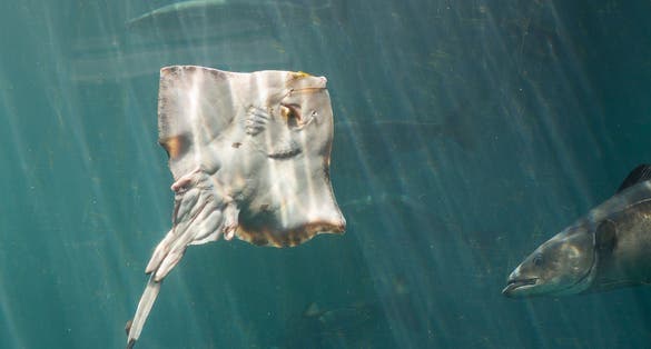 Photo of Stingray freely swimming in huge aquarium with other fish in Atlantic Sea Park, Alesund, Norway.