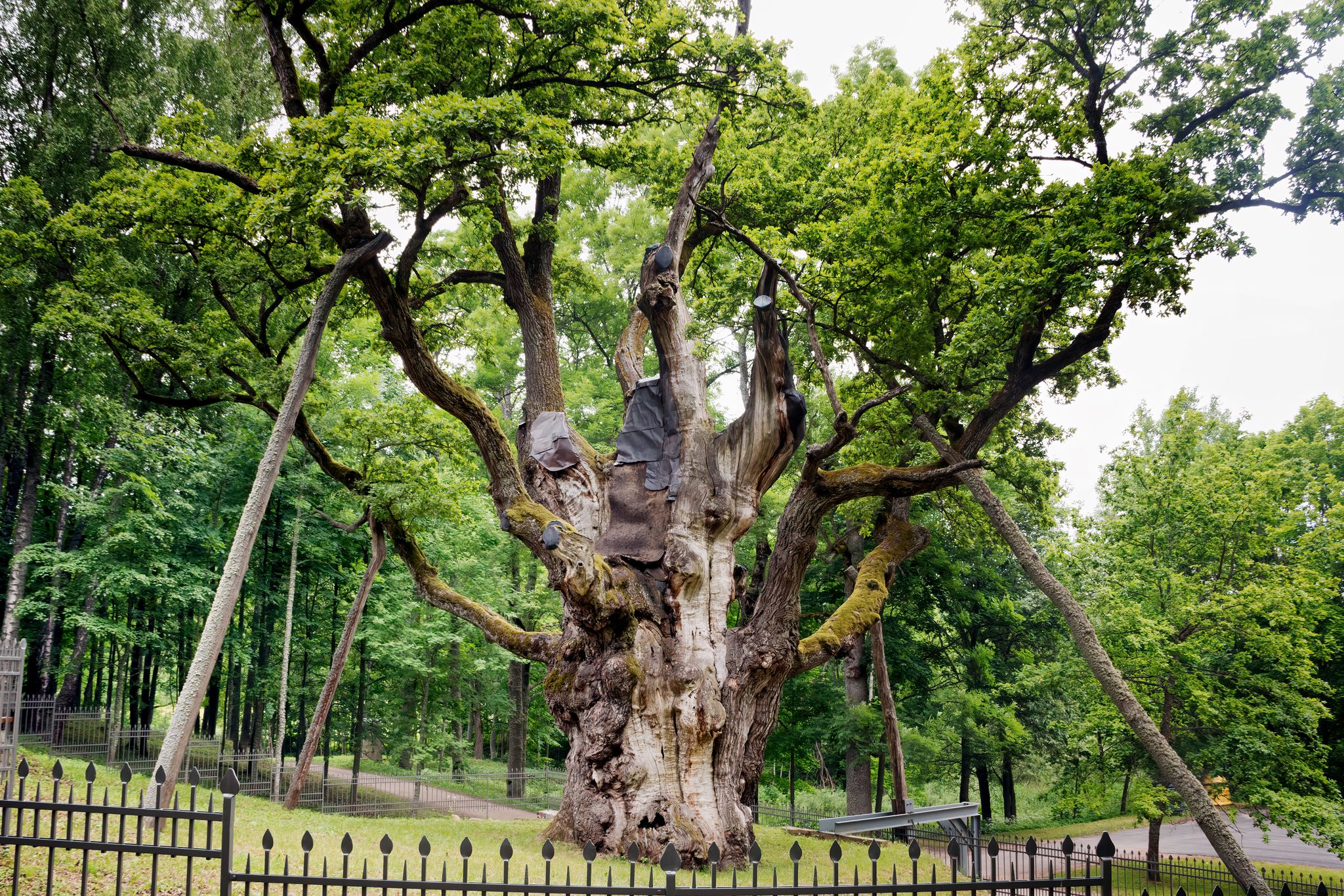 Stelmuze oak is the oldest and thickest oak growing in Lithuania, one of the oldest oaks in Europe.
