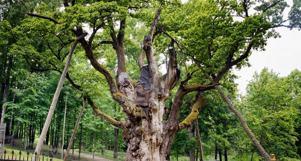 Stelmuze oak is the oldest and thickest oak growing in Lithuania, one of the oldest oaks in Europe.