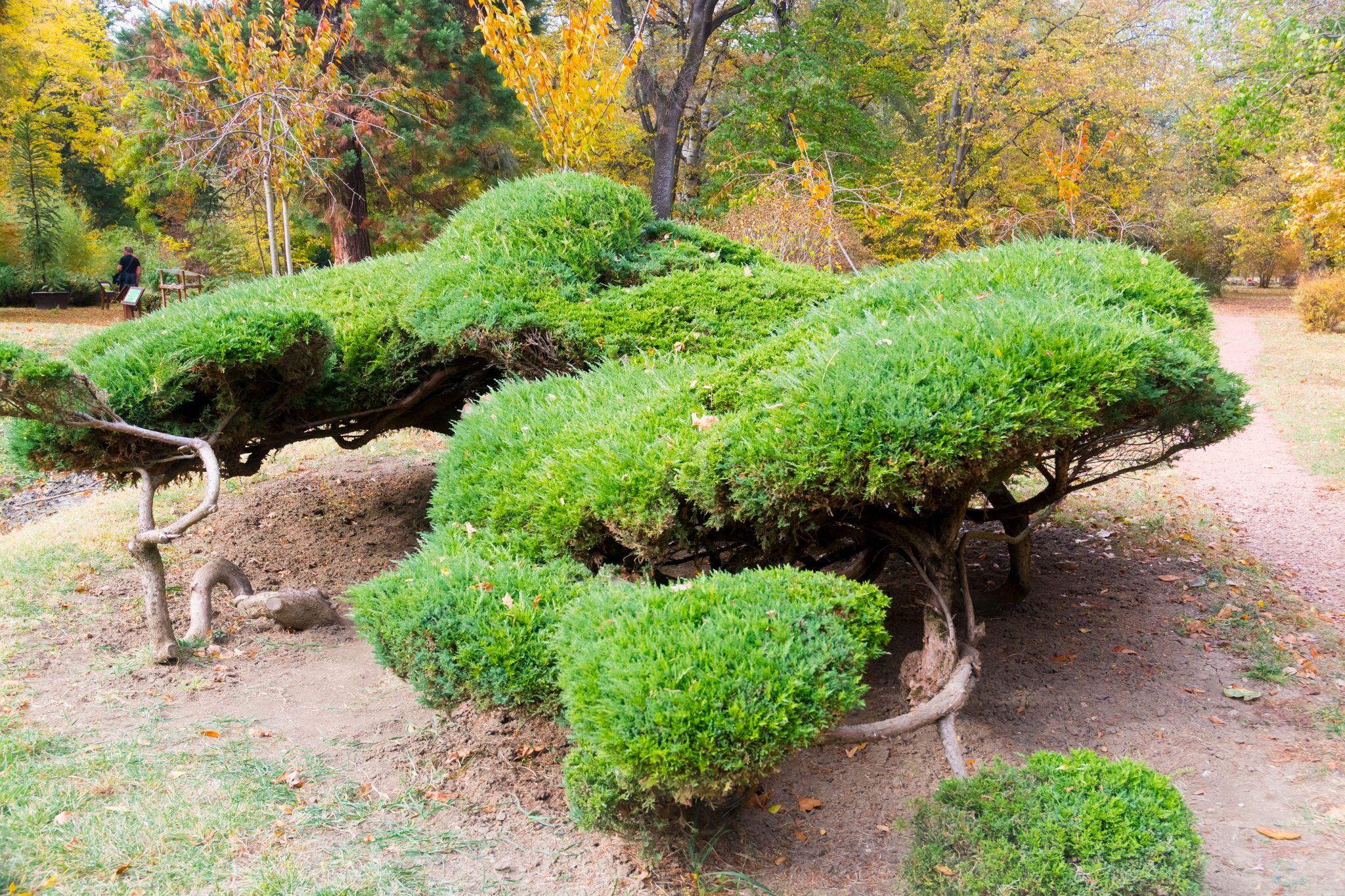 photo of view of Savin juniper in the garden, Szeged, Hungary.