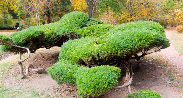 photo of view of Savin juniper in the garden, Szeged, Hungary.