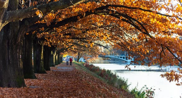 A couple in the background walking along the embankment around the Elbe river in Hradec Králové under the autumn colored leaves of the trees