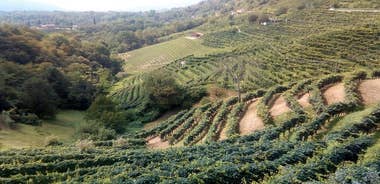 Prosecco Wine Tasting Full-Day Private Tour from Treviso