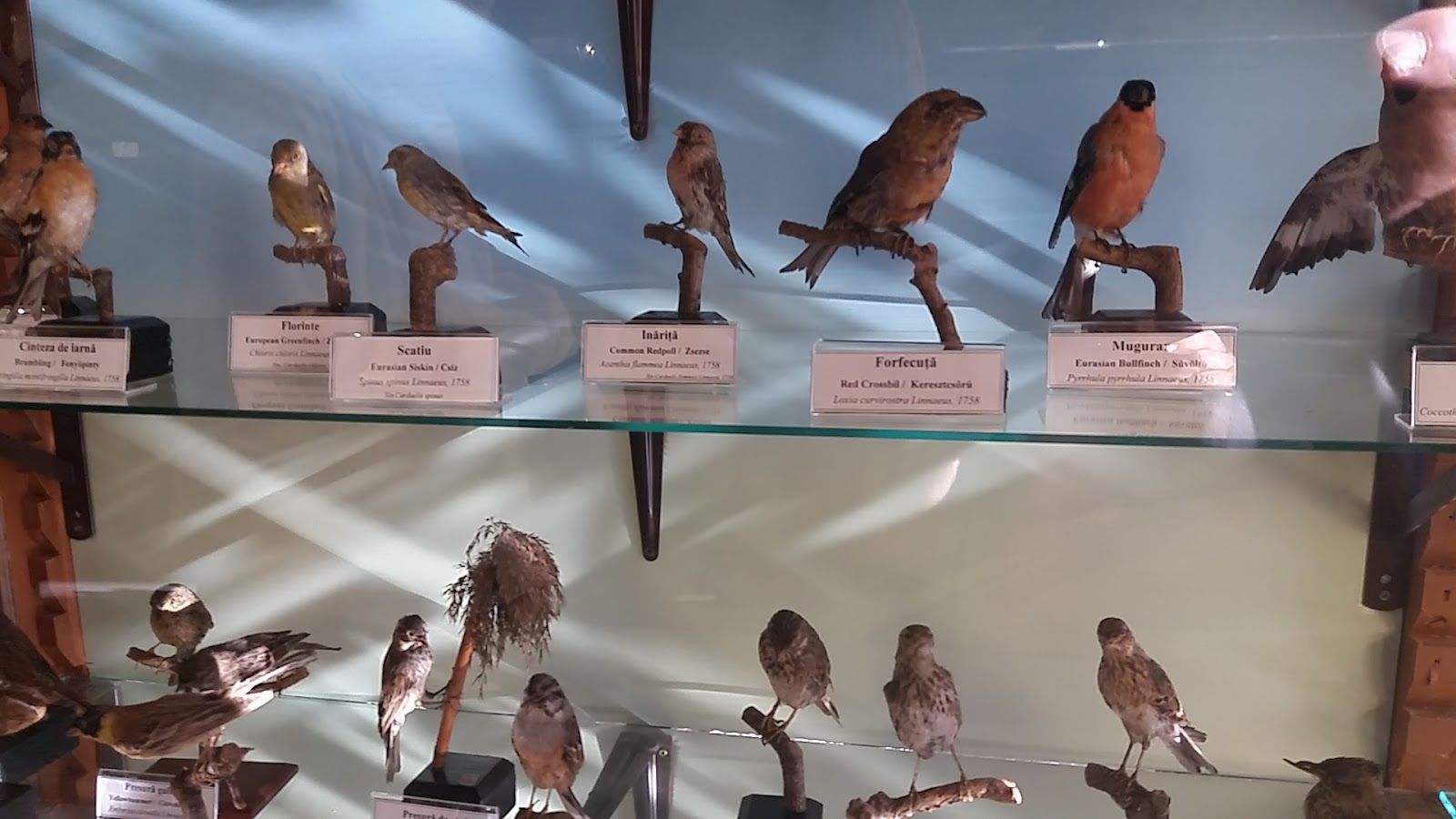Muzeul de Științele Naturii, Aiud, Alba, Romania