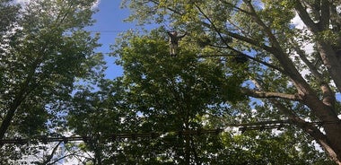 Treetop adventure course in the heart of Rouen