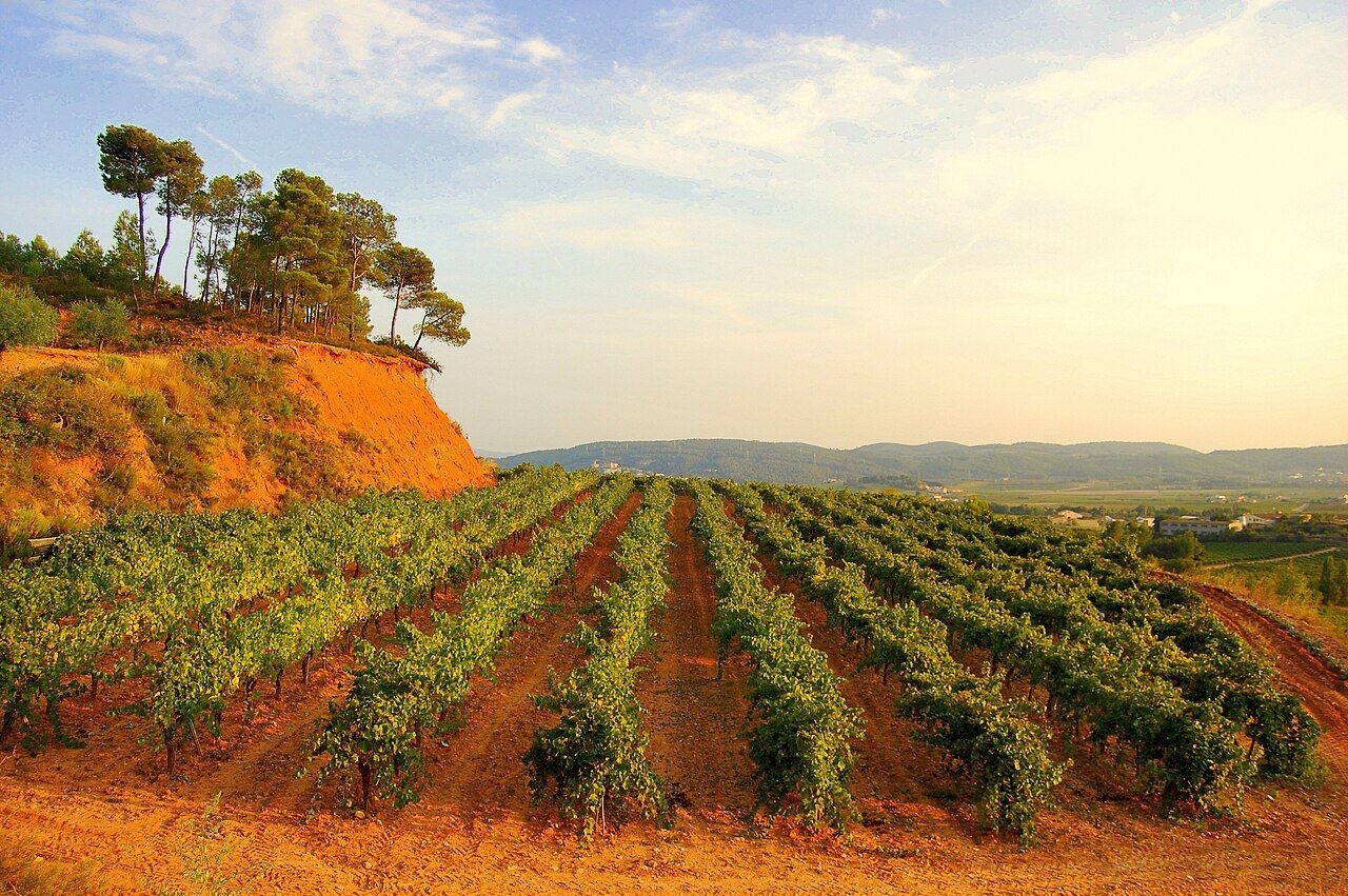 Vinyes_mirador_del_Penedes,_Torrelles_de_Foix..jpg