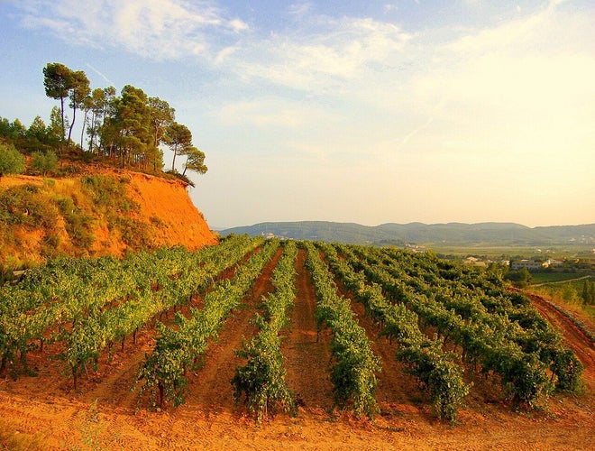 Vinyes_mirador_del_Penedes,_Torrelles_de_Foix..jpg