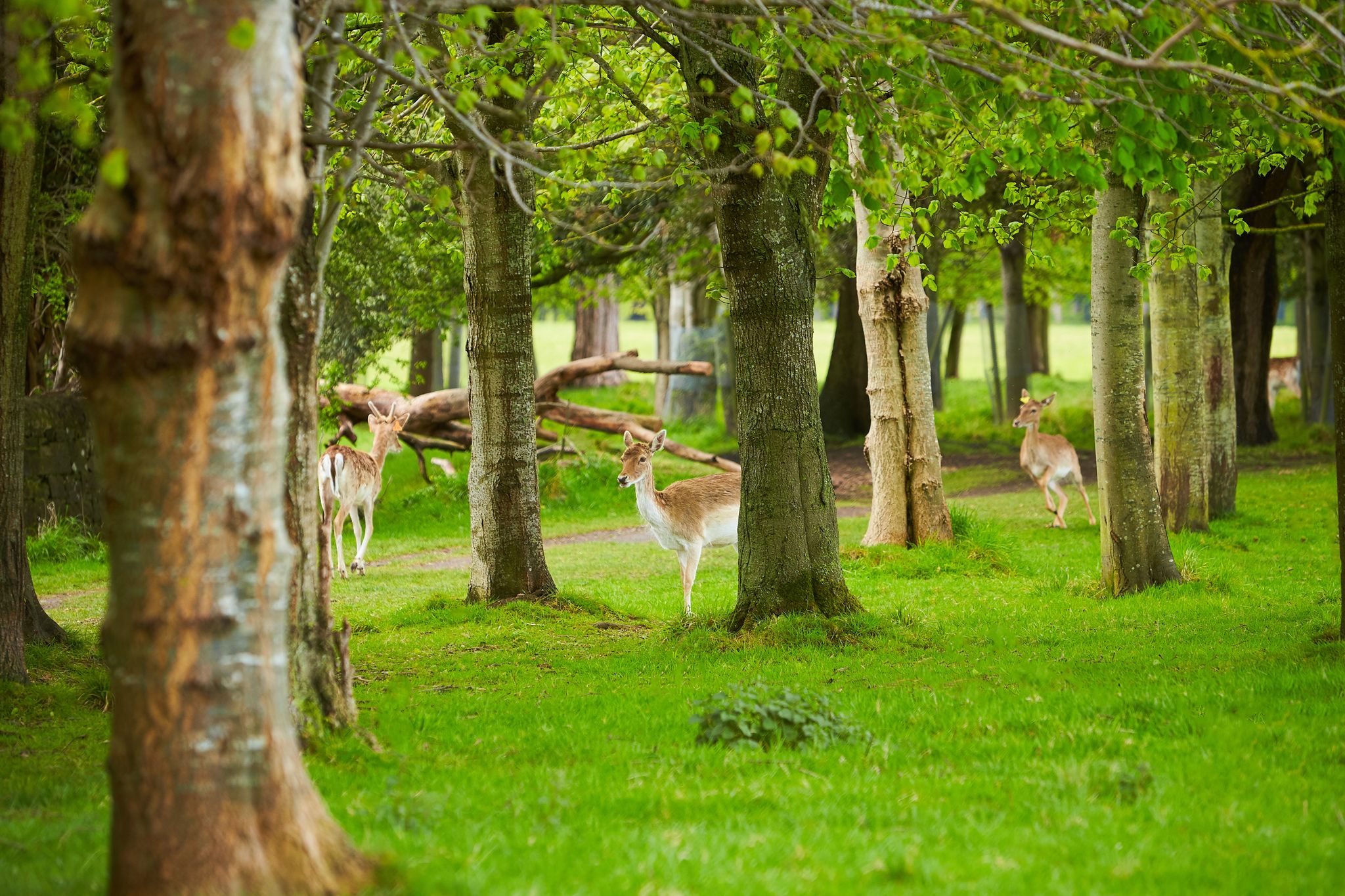 Photo of Wild Irish fauna, a herd of wild deer which roam and graze in Phoenix Park, Dublin, Ireland.
