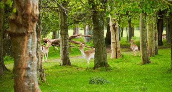 Photo of Wild Irish fauna, a herd of wild deer which roam and graze in Phoenix Park, Dublin, Ireland.