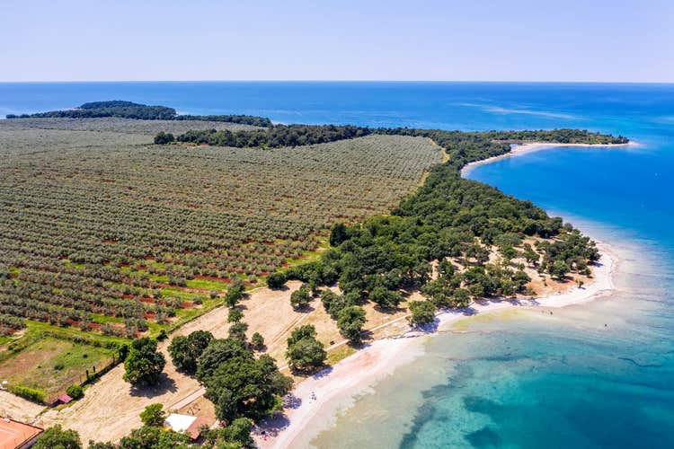 Photo of amazing aerial view of beaches and olive field at Cervar Porat, Istria, Croatia.