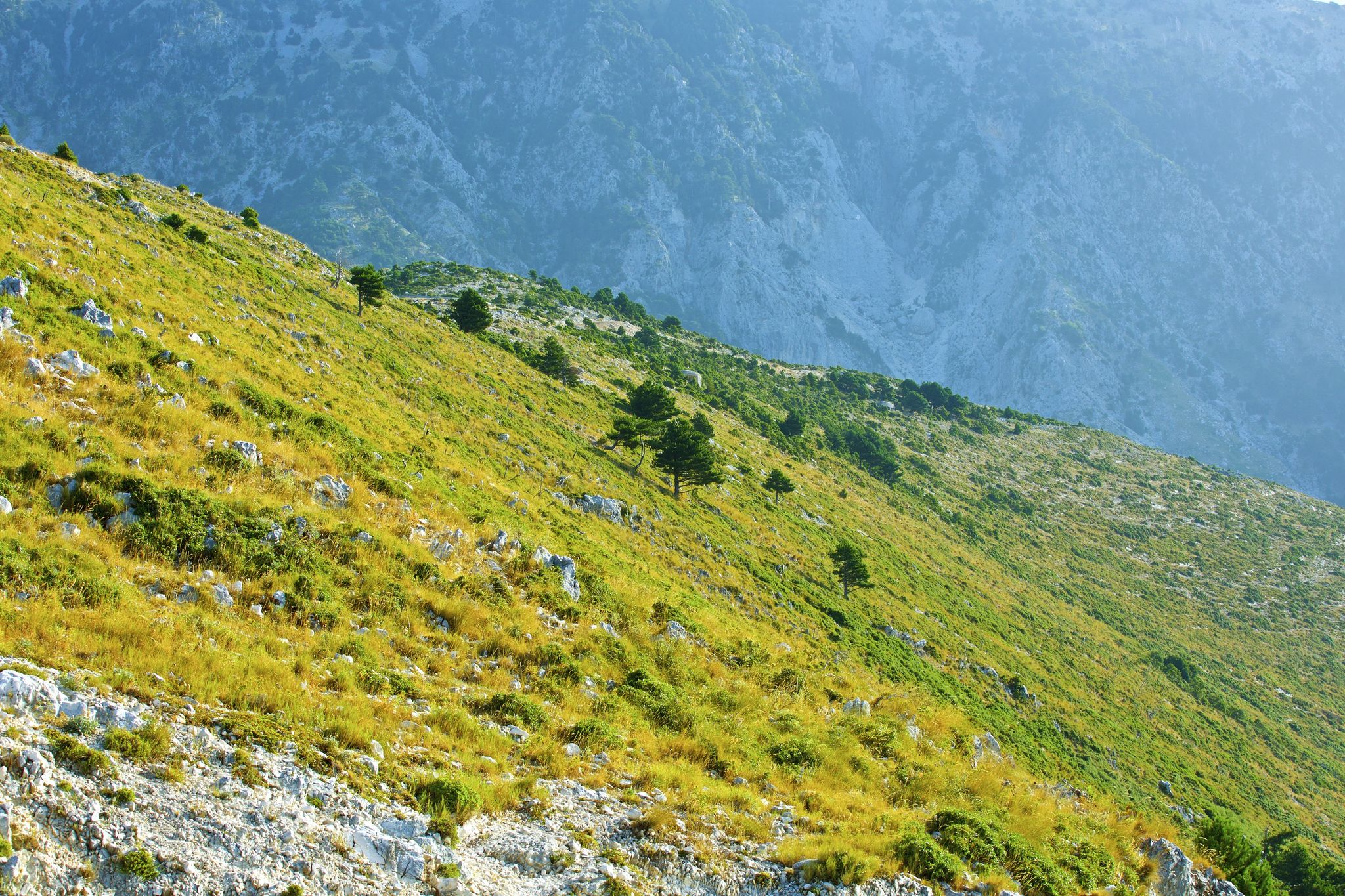 Photo of National park Llogara ,Albania.
