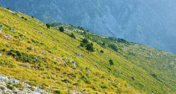 Photo of National park Llogara ,Albania.