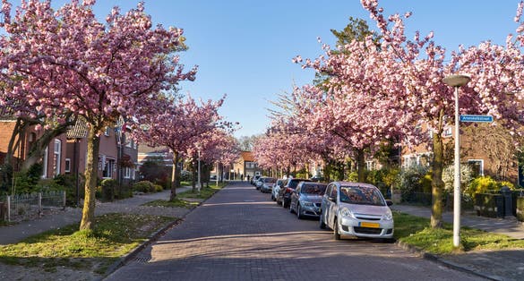 Beautiful Japanese cherry trees in bloom at the Hoge Boekelerweg in Enschede