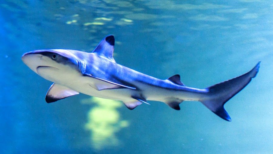 OCEANIKA, Chrusty, gmina Zagnańsk, Kielce County, Świętokrzyskie Voivodeship, Poland