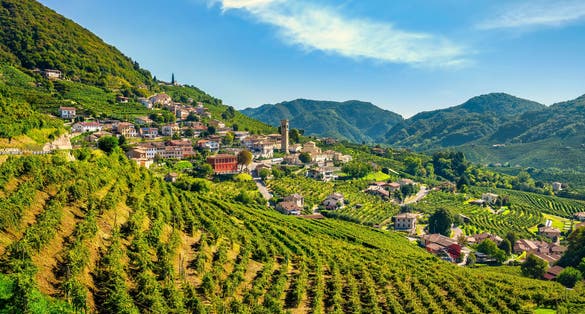 Prosecco White Wine Vineyards , in Prosecco Valley, Vadobbiadene Treviso Italy