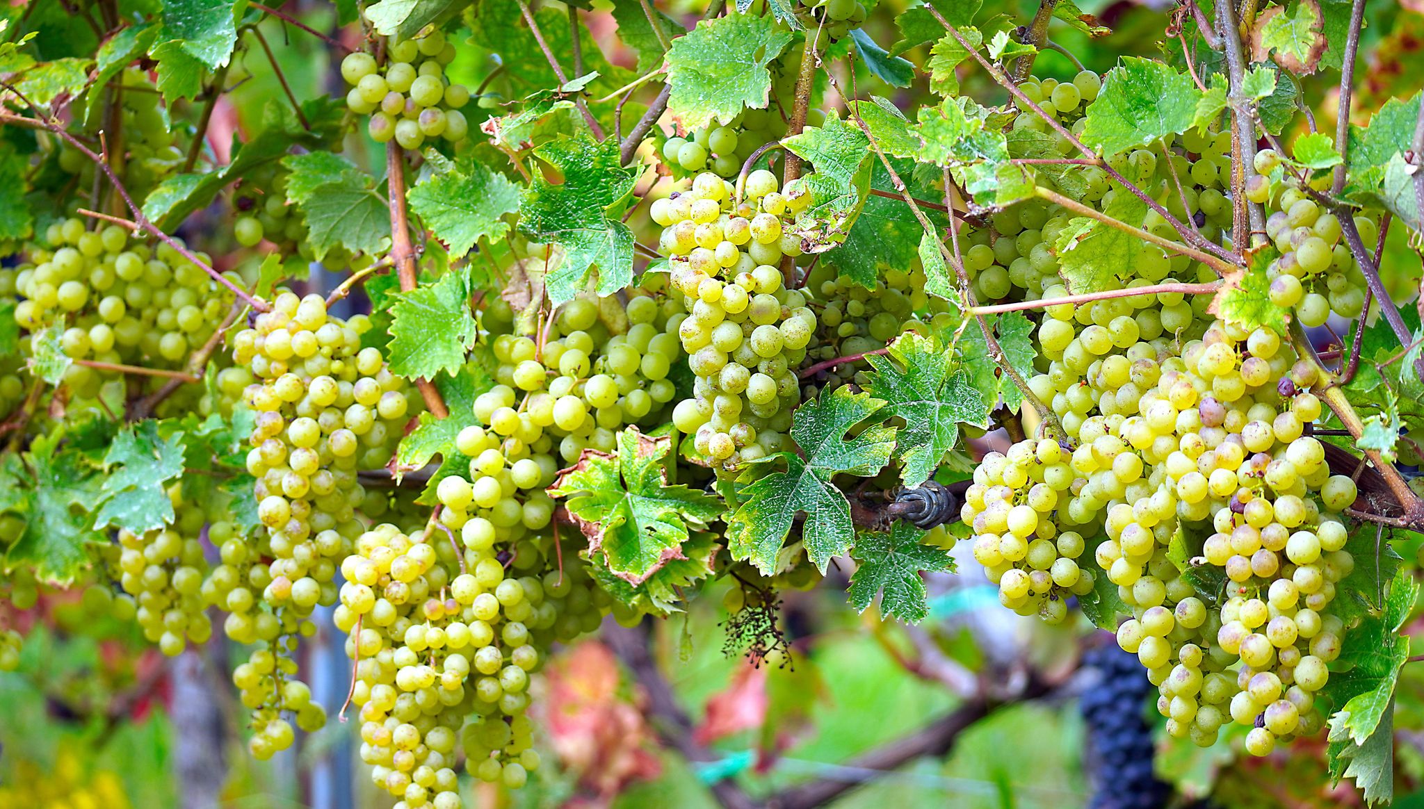 grapes-6610842.jpg