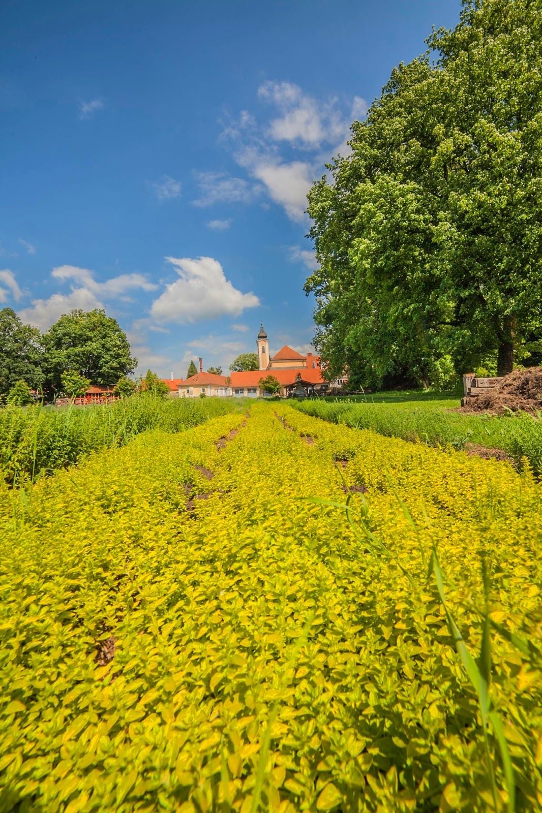 Szent Mauríciusz Monostor, Bakonybél, Zirci járás, Veszprém, Central Transdanubia, Transdanubia, Hungary