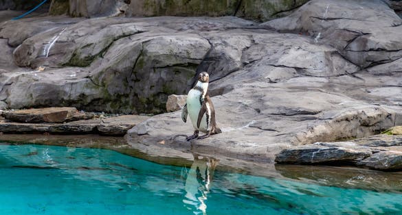A picture of a Humboldt Penguin at the Kraków Zoo.