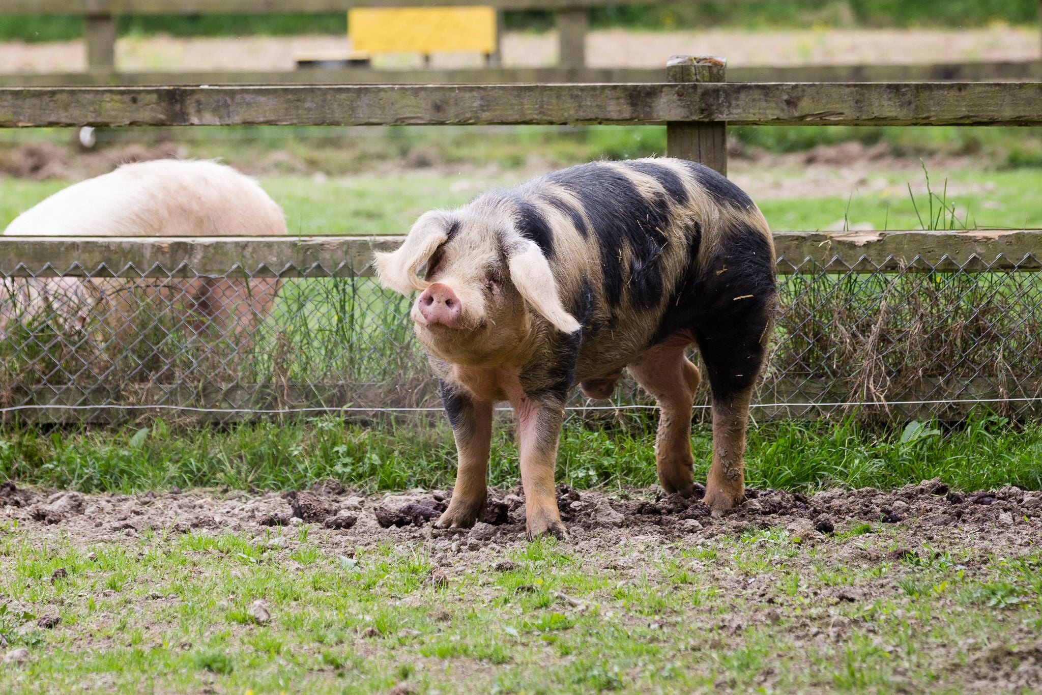  Porc de Bayeux à l'Écomusée du pays de Rennes.