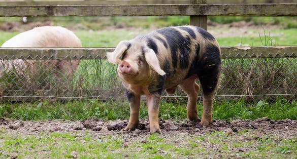 Porc de Bayeux à l'Écomusée du pays de Rennes.