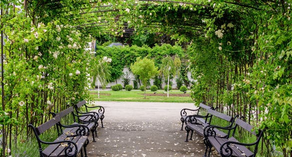 Large arcade with many delicate white roses and green leaves in Parcul Teatrului National (National Theater Park) in Craiova city, Dolj county, Romania, in a sunny summer day