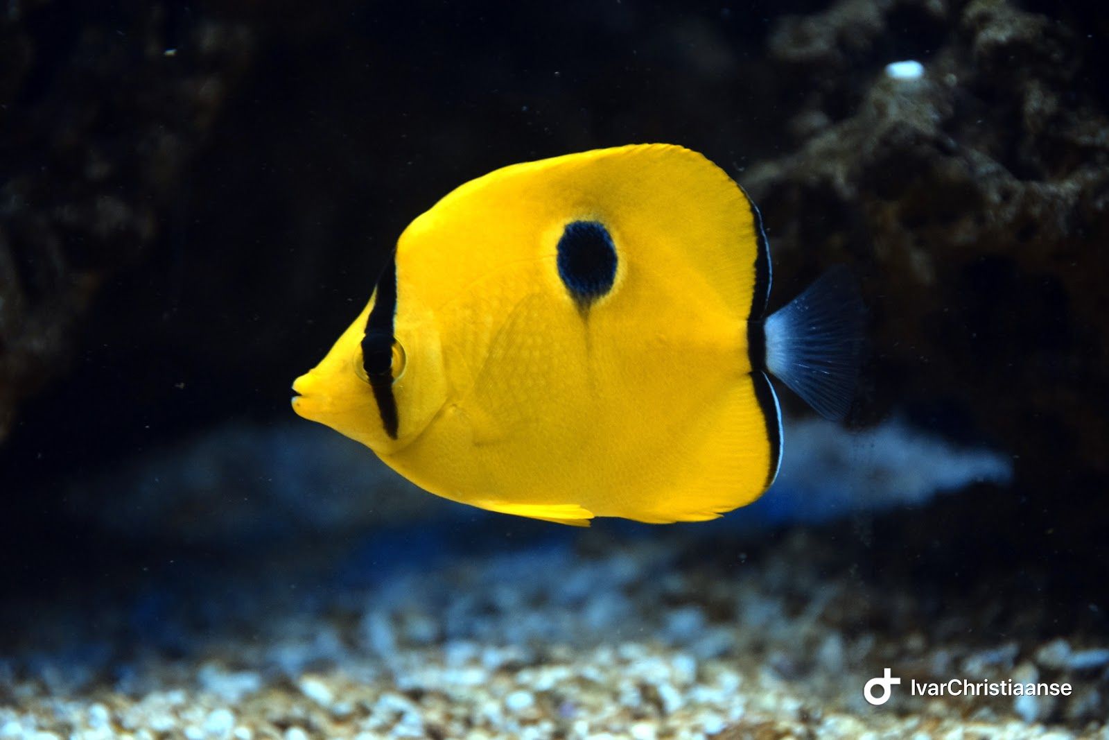 Aqua Zoo Leerdam, Leerdam, Vijfheerenlanden, Utrecht, Netherlands