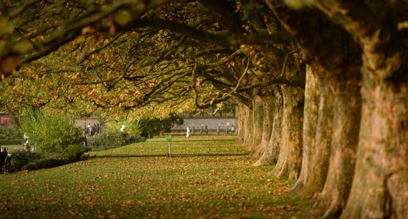 Photo of Autumn plane-tree Park Kasprowicza Szczecin, Poland.