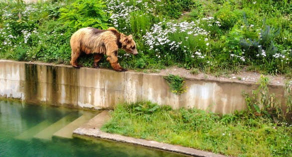 Photo of a Bear is walking along edge of pool in Bern Bear Pit (Barengraben) in Bern Bear Park, Berne, Switzerland.