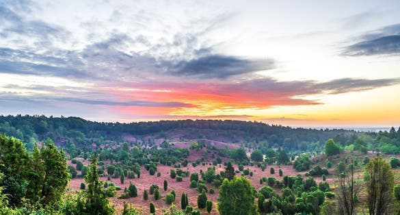 photo of view of Sunrise over Totengrund, a small valley covered with heather and junipers in the nature reserve of Lüneburger Heide.