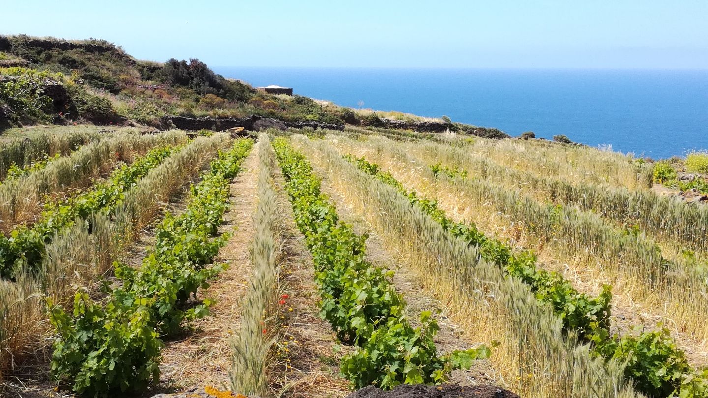 Solidea Azienda Agricola, Pantelleria, Trapani, Sicily, Italy