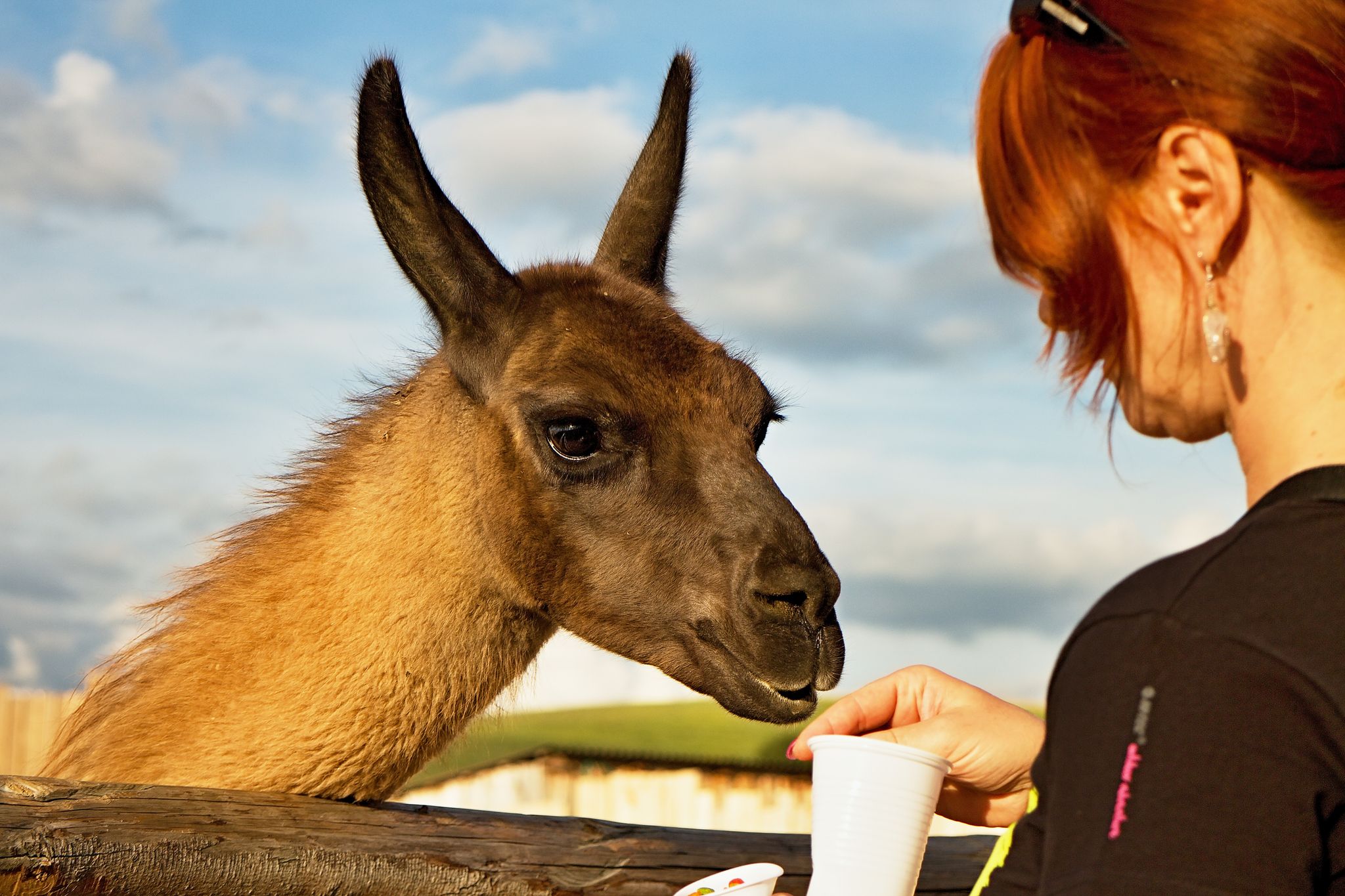  Lama during feeding in Contact Zoo Liptovsky Mikulas, Slovakia