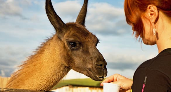  Lama during feeding in Contact Zoo Liptovsky Mikulas, Slovakia