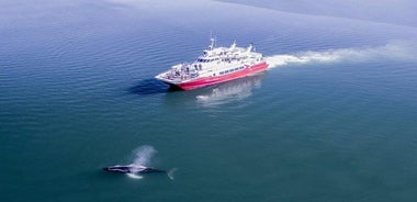 Whale Watching from Downtown Akureyri