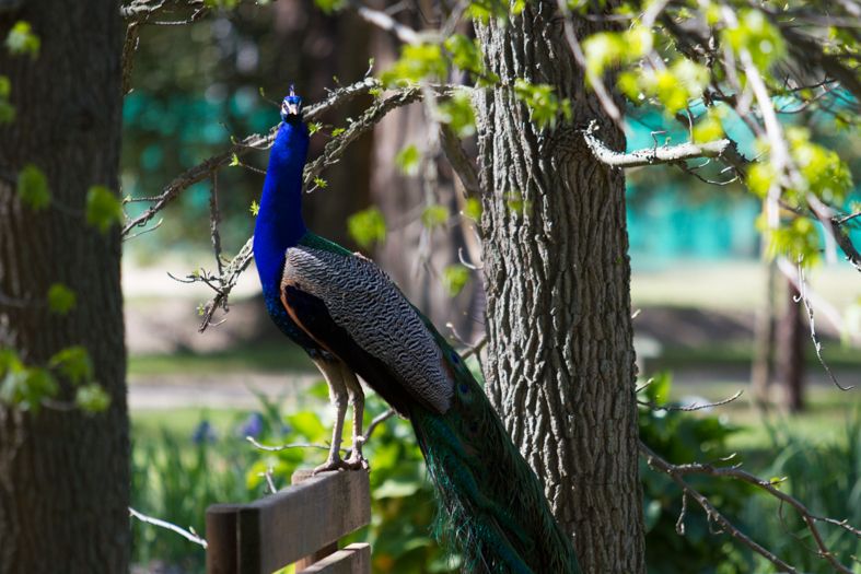 Le Jardin des Plantes, Saint-Cyprien, Céret, Pyrénées-Orientales, Occitania, Metropolitan France, France