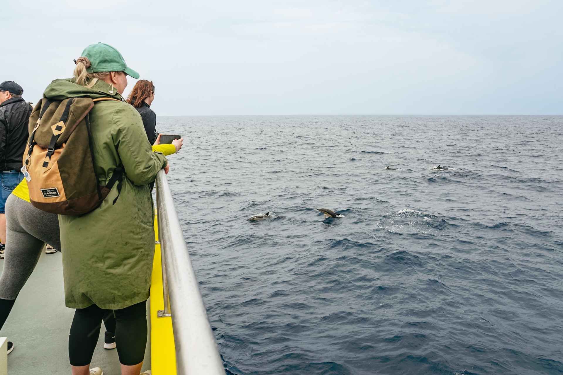 São Miguel: Whale-Watching Cruise with Marine Biologist