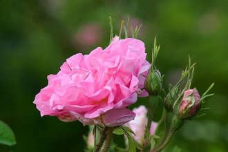 Festival for one day - Rose Festival 2024