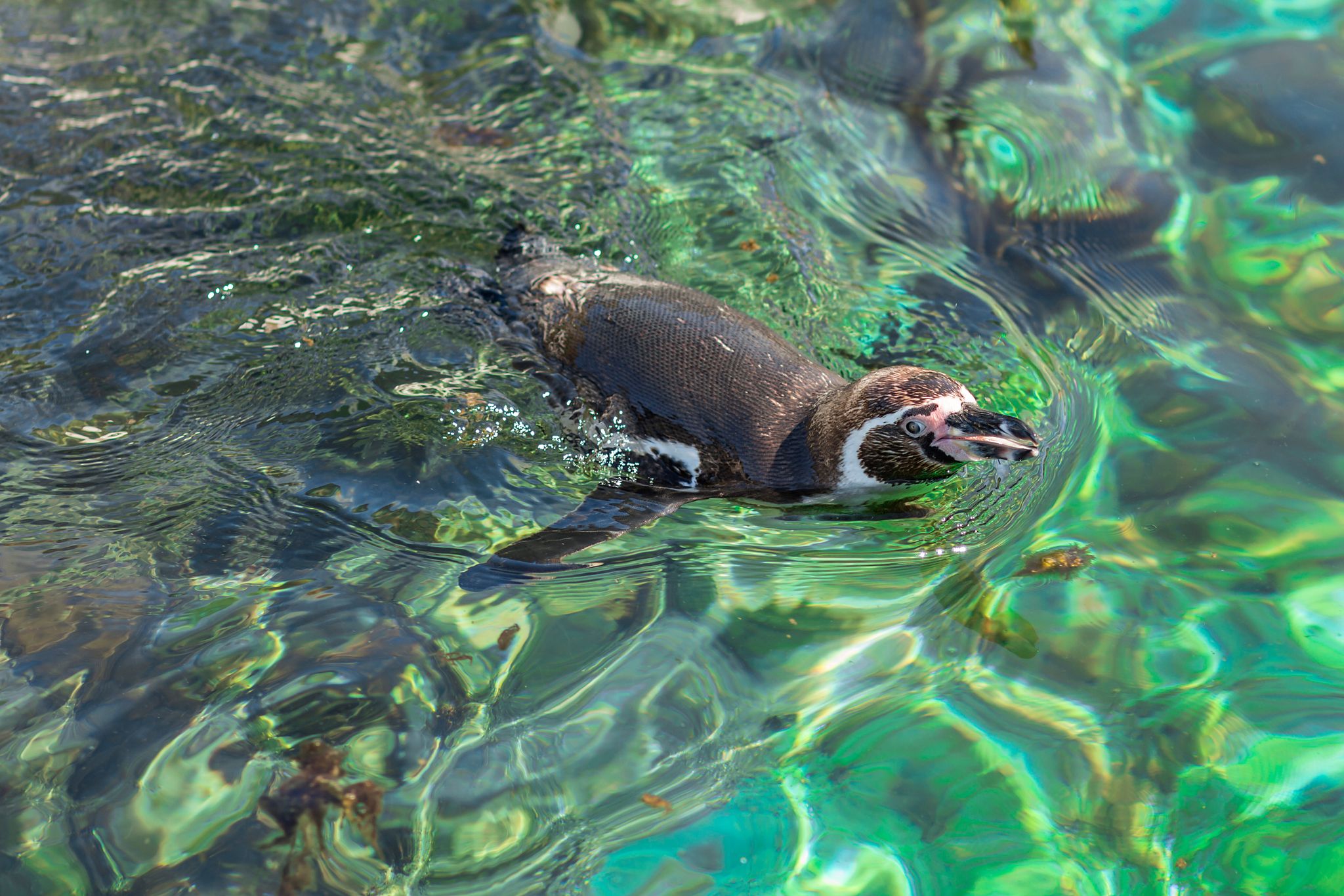 Photo of a Humboldt penguin swims outdoors in summer ocean water of Atlantic Sea Park in Alesund, Norway.
