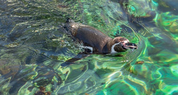 Photo of a Humboldt penguin swims outdoors in summer ocean water of Atlantic Sea Park in Alesund, Norway.