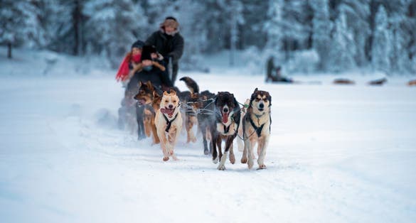 Photo of sledding with husky dogs in Tromso, Norway.